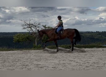 Selle Français, Hongre, 4 Ans, 167 cm, Bai