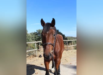 Selle Français, Hongre, 4 Ans, 167 cm, Bai
