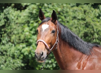 Selle Français, Hongre, 4 Ans, 168 cm, Bai