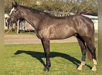 Selle Français, Hongre, 4 Ans, 170 cm, Bai brun foncé