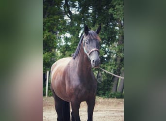 Selle Français, Hongre, 4 Ans, 170 cm, Noir Selle Français, Hongre, 4 Ans, 170 cm, Noir