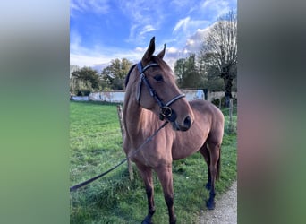 Selle Français, Hongre, 5 Ans, 160 cm, Bai