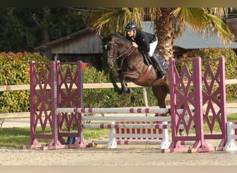 Selle Français, Hongre, 5 Ans, 164 cm, Bai brun
