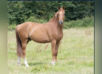 Selle Français, Hongre, 5 Ans, 165 cm, Alezan