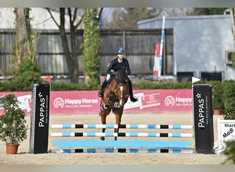 Selle Français, Hongre, 5 Ans, 168 cm, Bai
