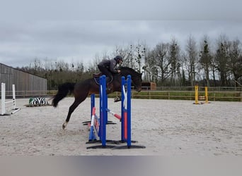 Selle Français, Hongre, 5 Ans, 169 cm, Bai brun foncé