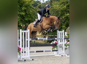 Selle Français, Hongre, 5 Ans, 169 cm, Bai cerise