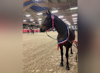 Selle Français, Hongre, 5 Ans, 172 cm, Bai brun foncé