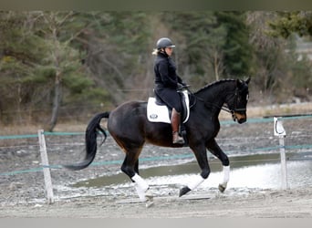 Selle Français, Hongre, 5 Ans, 173 cm, Bai brun foncé