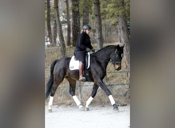 Selle Français, Hongre, 5 Ans, 173 cm, Bai brun foncé