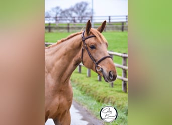 Selle Français, Hongre, 5 Ans, 175 cm, Alezan