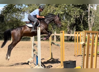 Selle Français, Hongre, 6 Ans, 165 cm, Bai cerise