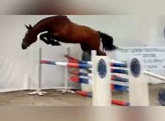 Selle Français, Hongre, 6 Ans, 165 cm, Bai