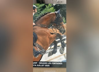 Selle Français, Hongre, 6 Ans, 166 cm, Bai