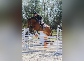 Selle Français, Hongre, 6 Ans, 166 cm, Bai