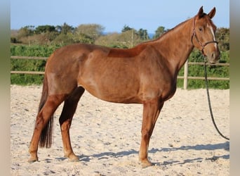 Selle Français, Hongre, 6 Ans, 167 cm