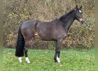 Selle Français, Hongre, 6 Ans, 168 cm, Bai brun foncé