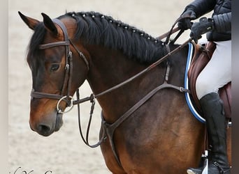 Selle Français, Hongre, 6 Ans, 168 cm, Bai