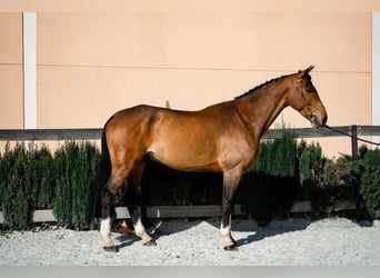 Selle Français, Hongre, 6 Ans, 169 cm, Bai