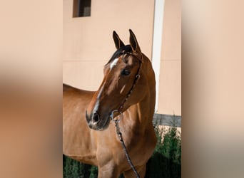 Selle Français, Hongre, 6 Ans, 169 cm, Bai