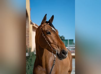 Selle Français, Hongre, 6 Ans, 169 cm, Bai