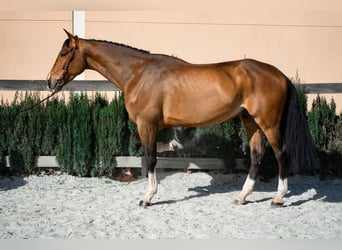 Selle Français, Hongre, 6 Ans, 169 cm, Bai