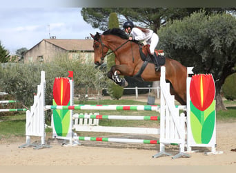 Selle Français, Hongre, 6 Ans, 170 cm, Bai