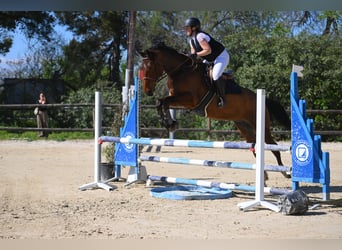 Selle Français, Hongre, 6 Ans, 172 cm, Bai