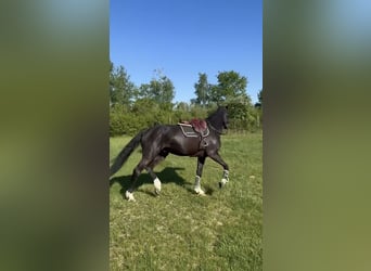 Selle Français, Hongre, 6 Ans, 172 cm