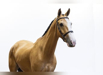 Selle Français, Hongre, 6 Ans, 172 cm, Isabelle