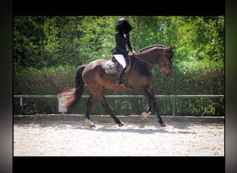Selle Français, Hongre, 6 Ans, 175 cm, Bai brun