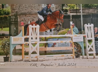 Selle Français, Hongre, 7 Ans, 166 cm, Bai