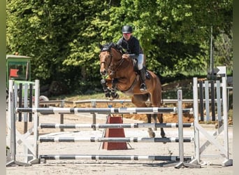 Selle Français, Hongre, 7 Ans, 168 cm, Bai