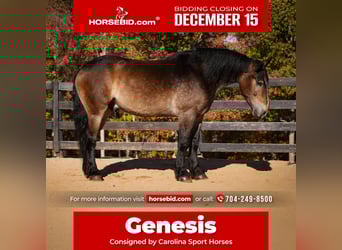 Selle Français Croisé, Hongre, 7 Ans, 168 cm, Buckskin