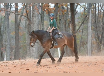Selle Français Croisé, Hongre, 7 Ans, 168 cm, Buckskin