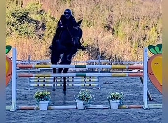 Selle Français, Hongre, 7 Ans, 169 cm, Bai