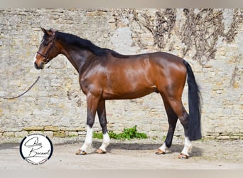 Selle Français, Hongre, 7 Ans, 170 cm, Bai brun foncé