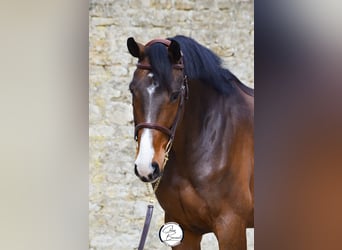Selle Français, Hongre, 7 Ans, 170 cm, Bai brun foncé