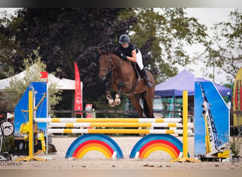 Selle Français, Hongre, 7 Ans, 170 cm, Bai