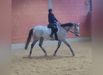 Selle Français, Hongre, 7 Ans, 176 cm, Gris moucheté