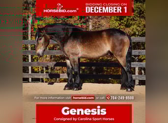 Selle Français Croisé, Hongre, 7 Ans, Buckskin