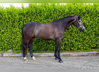 Selle Français, Hongre, 7 Ans, Gris