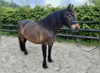 Selle Français, Hongre, 8 Ans, 150 cm, Bai