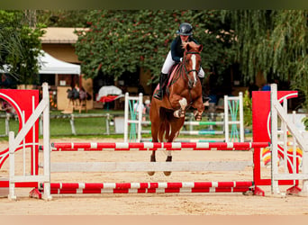 Selle Français Croisé, Hongre, 8 Ans, 164 cm, Alezan