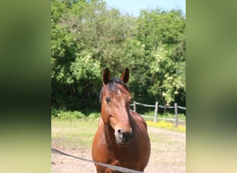 Selle Français, Hongre, 8 Ans, 164 cm, Bai