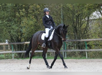 Selle Français, Hongre, 8 Ans, 166 cm, Bai brun
