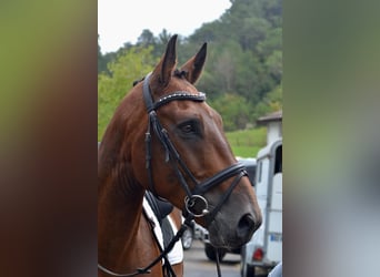 Selle Français, Hongre, 8 Ans, 168 cm, Bai