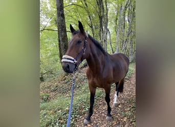 Selle Français, Hongre, 8 Ans, 168 cm, Bai