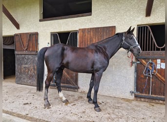 Selle Français, Hongre, 8 Ans, 170 cm, Bai brun foncé