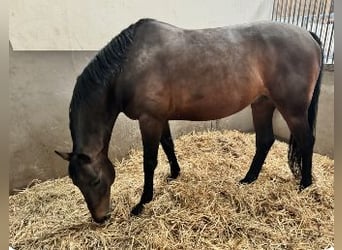 Selle Français, Hongre, 9 Ans, 164 cm, Bai